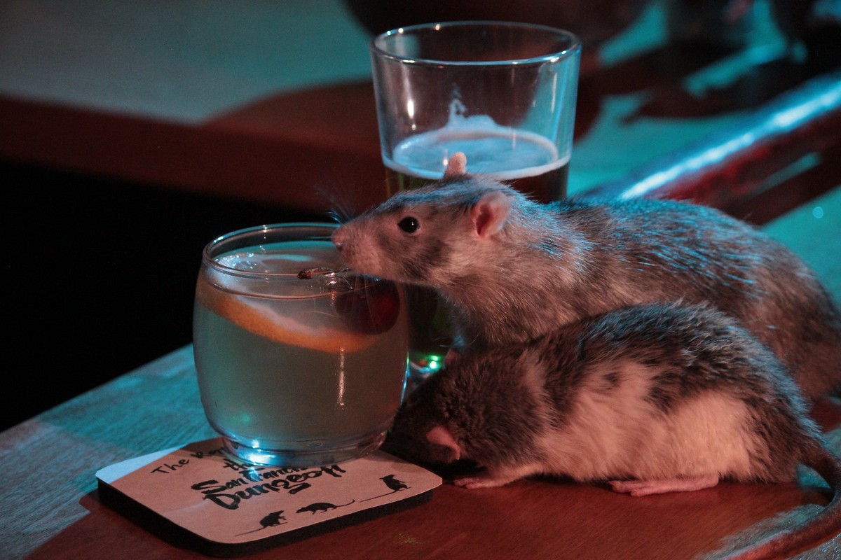 Пьяная мышь