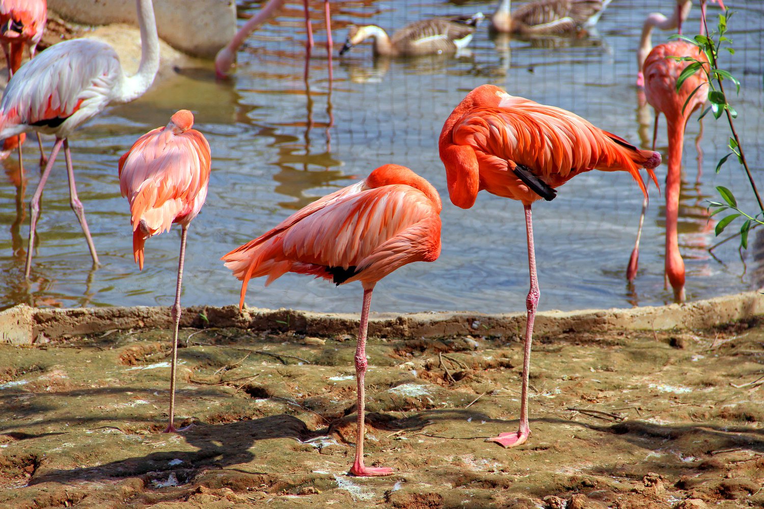 Египетские Фламинго