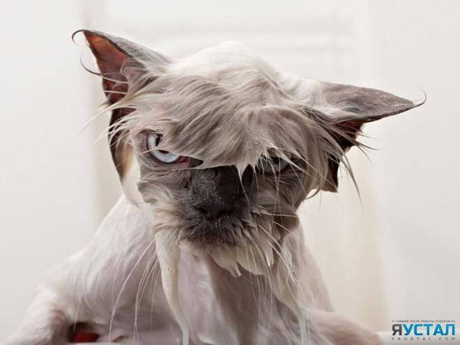 Коты и водные процедуры