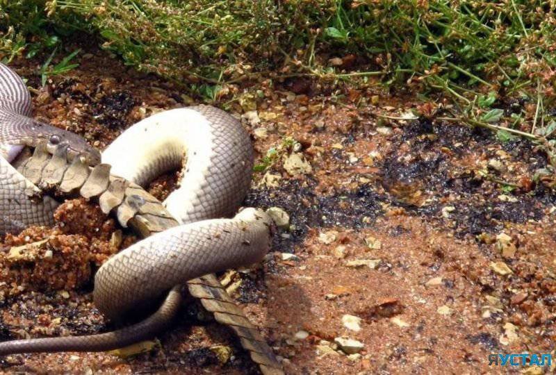 Питон пообедал крокодилом