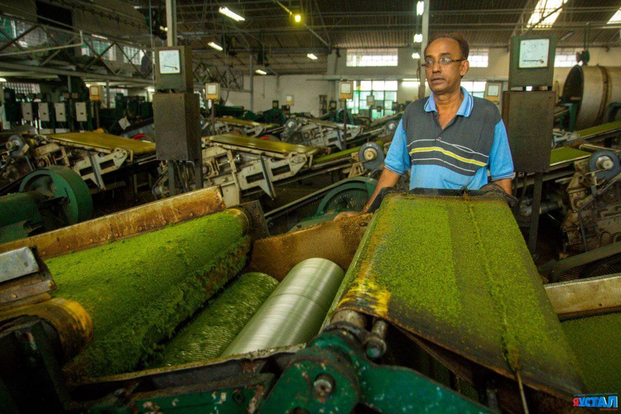 Шри ланка производство. Чайная фабрика в Индии сушка чая. Индия производство. Шри Ланка промышленность. Текстильная промышленность Индии.