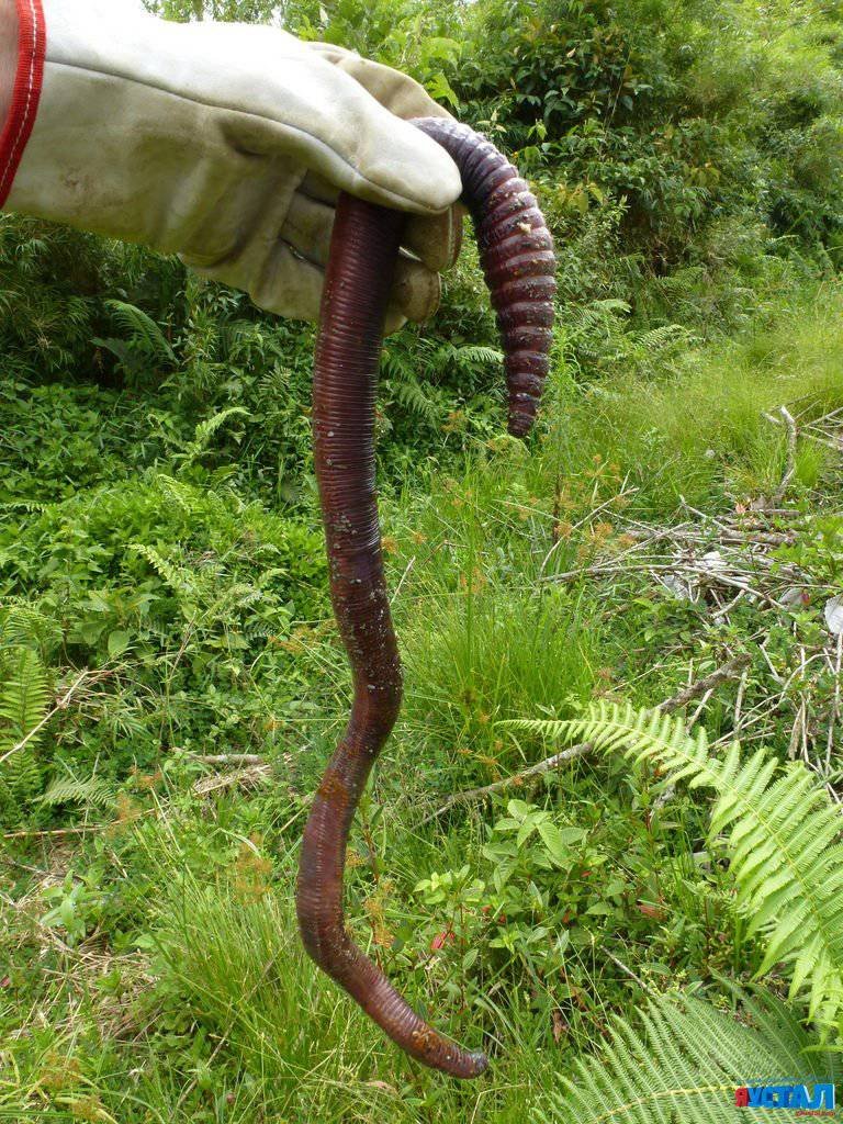 Самых больших червяков. Гигантский австралийский выползок червь. Гигантский австралийский дождевой червь (Megascolides Australis).