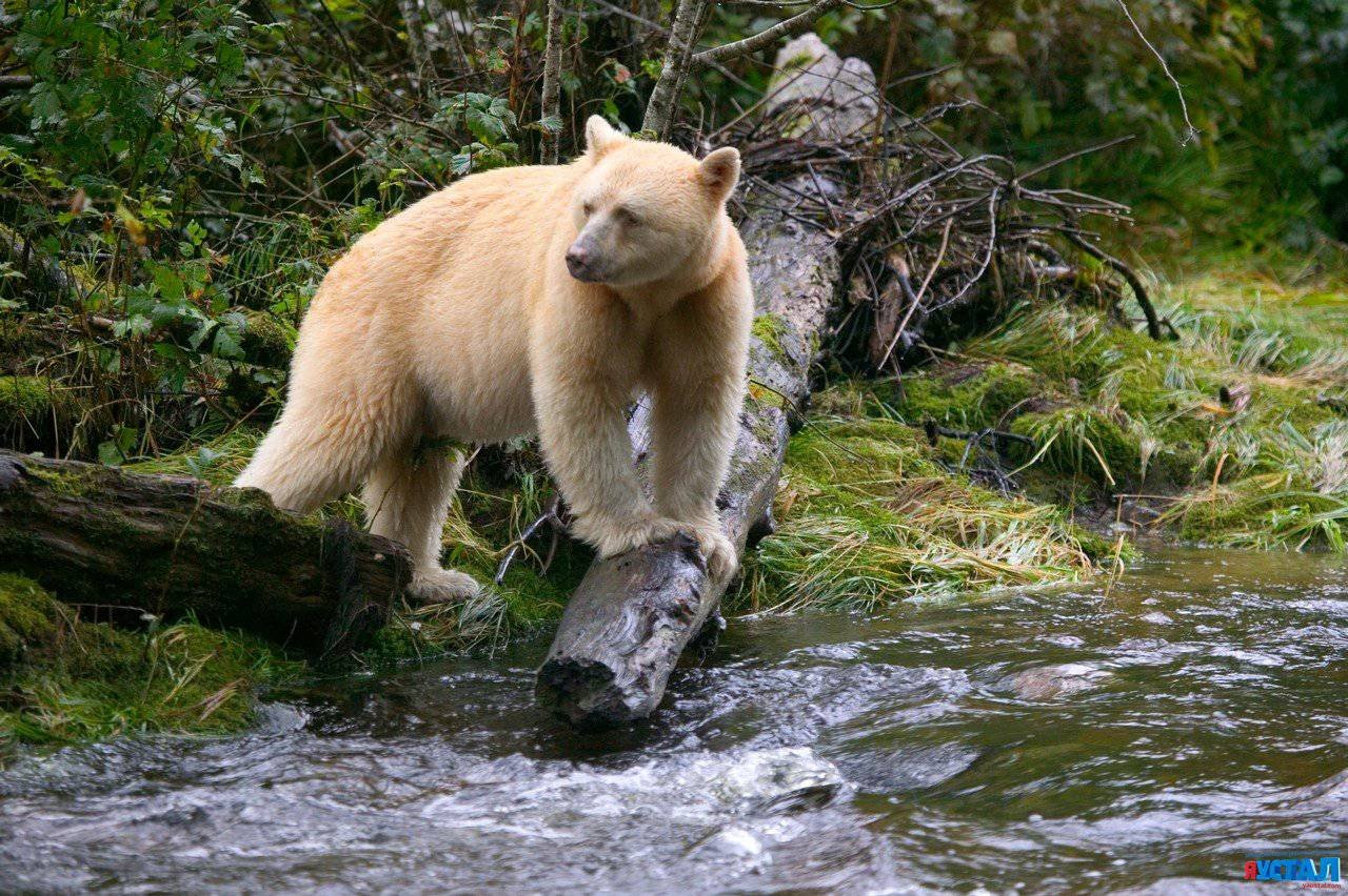 Белый медведь в лесах на западном побережье Канады » ЯУстал - Источник  Хорошего Настроения