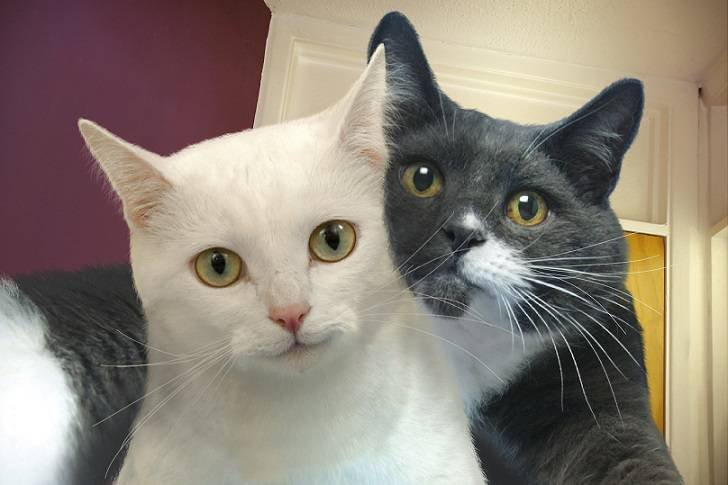 картинка 1444600044 kotoselfi 7