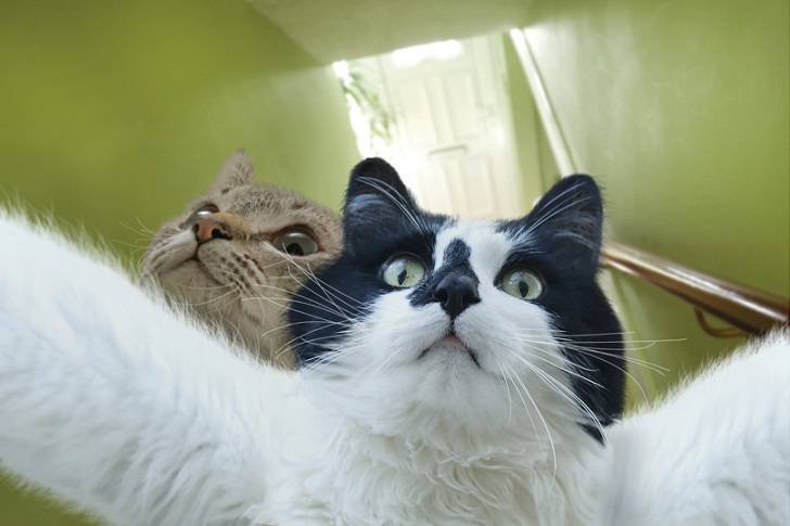 картинка 1444600046 kotoselfi 3