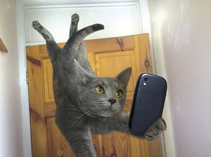 картинка 1444600057 kotoselfi 2