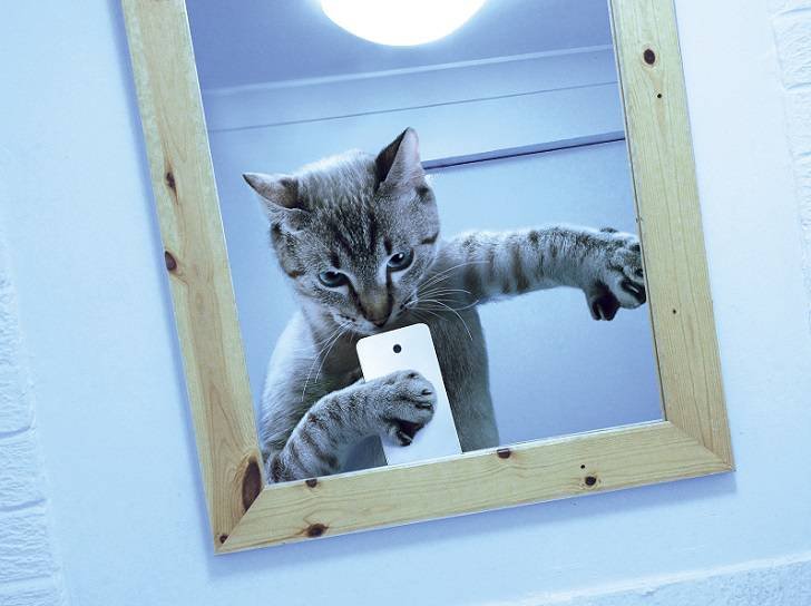 картинка 1444600069 kotoselfi 10