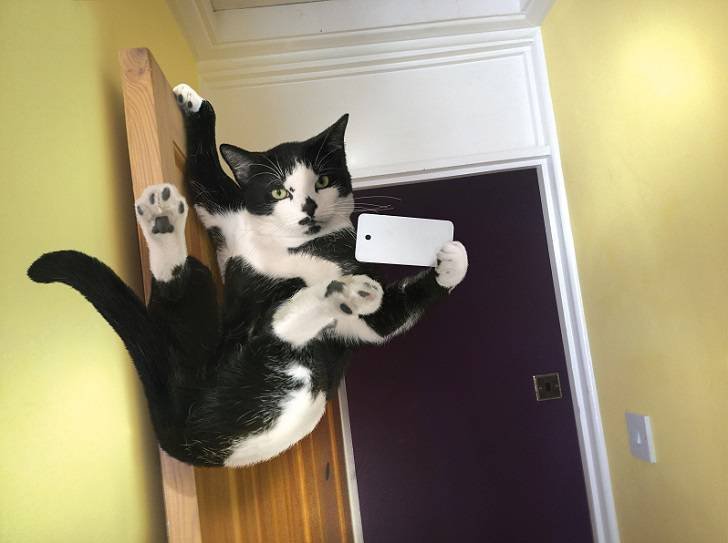 картинка 1444600076 kotoselfi 11