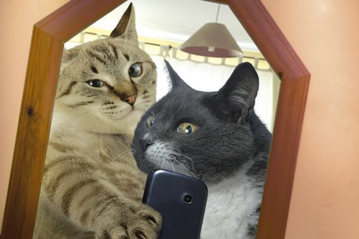 картинка 1444600078 kotoselfi 9