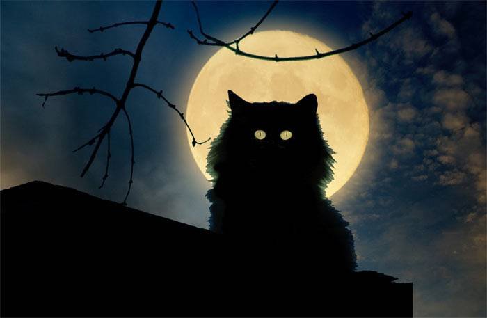 Кошки видят в темноте, как днем? » ЯУстал - Источник Хорошего Настроения