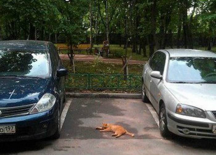 16 забавных способов, которые помогут занять парковочное место 14 1446612448 16 zabavnyh sposobov kotorye pomogut zanyat parkovochnoe mesto 13