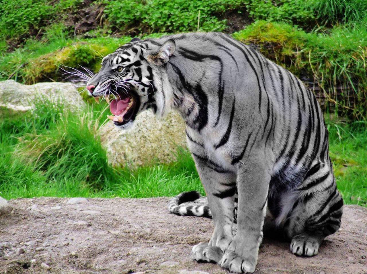 Самое сильное животное. Мальтийский голубой тигр. Тигры меланисты. Меланизм тигр. Тигр Тигрович.