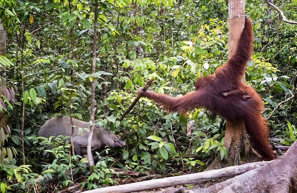 В Индонезии спасли орангутанга из многолетнего секс-рабства: Звери: Из жизни: intim-top.ru