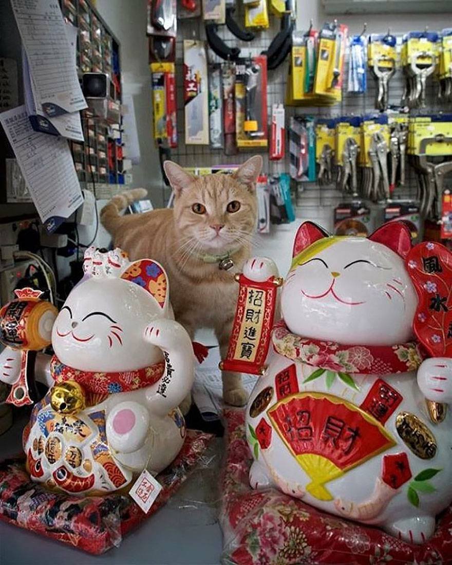 Котики в китае видео. Китайский кот. Кот в магазине. Кошачий магазин. Кошка в магазине.