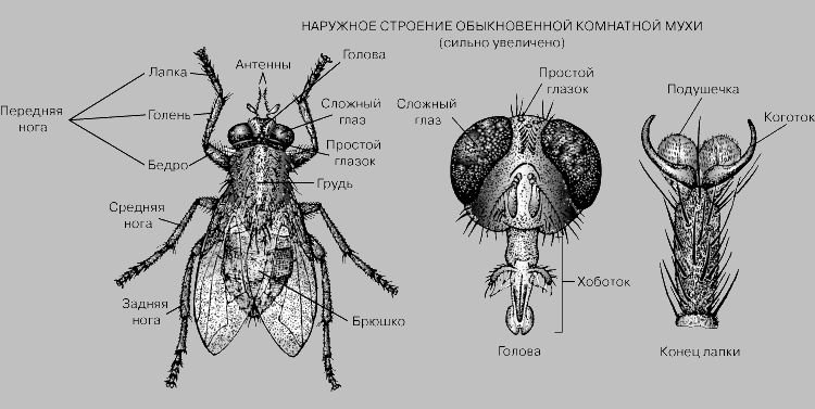 Частных лиц голые хуи (59 фото) - порно нанж.рф