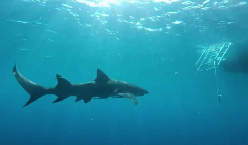 Голая певица акула порно видео