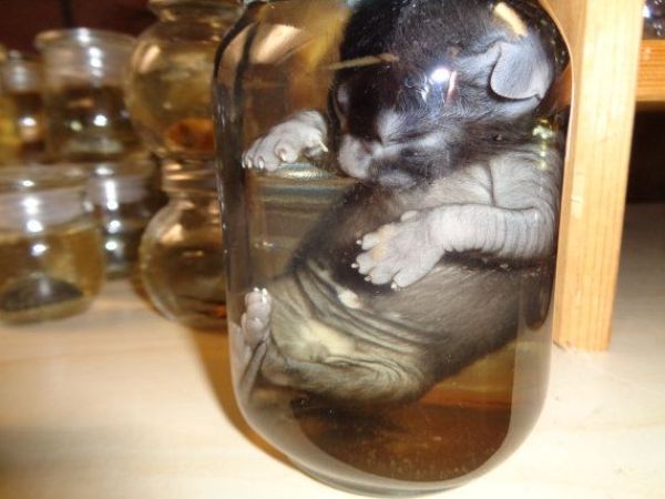мертворожденные котята в емкости с формалином