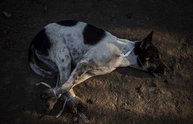 Жуткие кадры с индонезийской скотобойни, где убивают собак