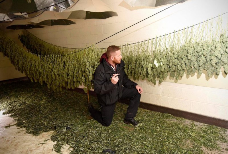 любители выращивать марихуану