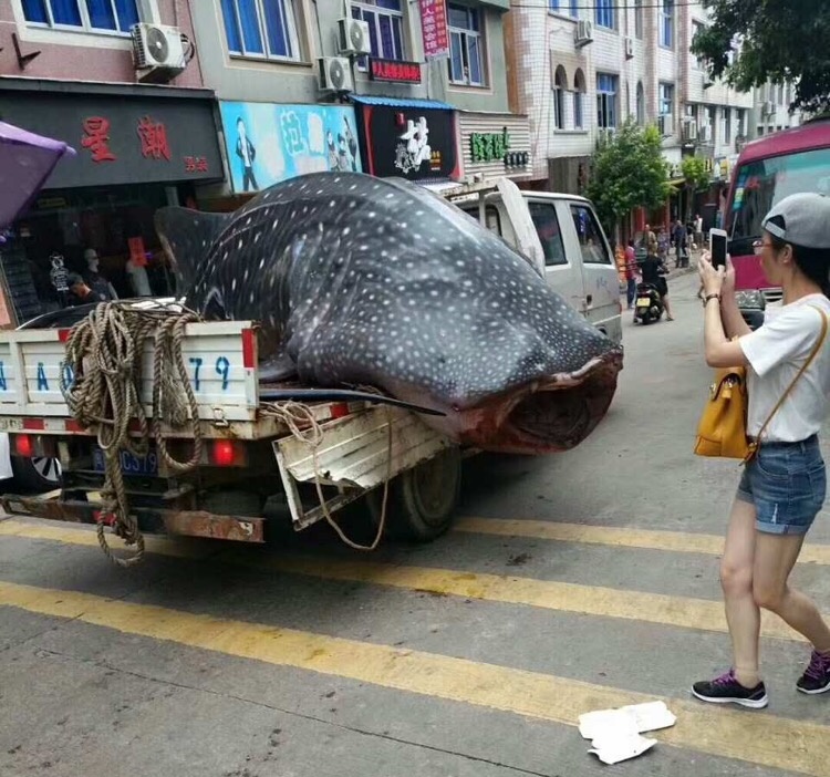 Исчезающую китовую акулу китайские рыбаки распилили на мясо