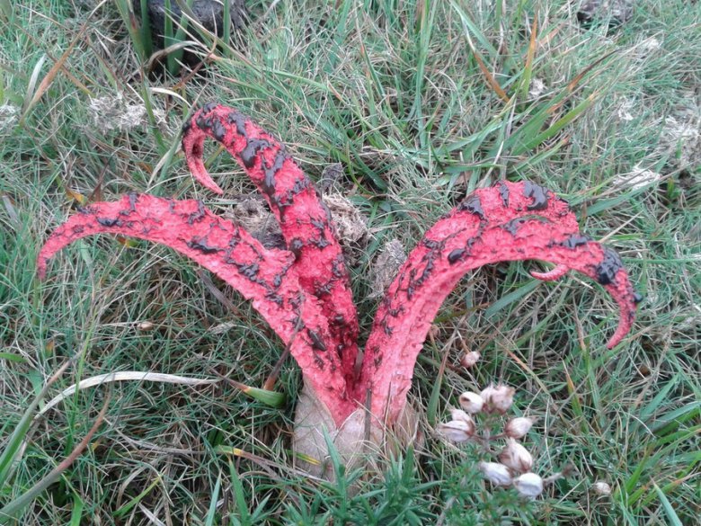 Пальцы дьявола и другие необычные грибы