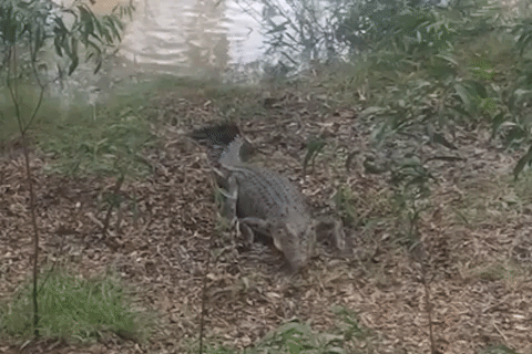 пёс прогнал 3,5-метрового крокодила