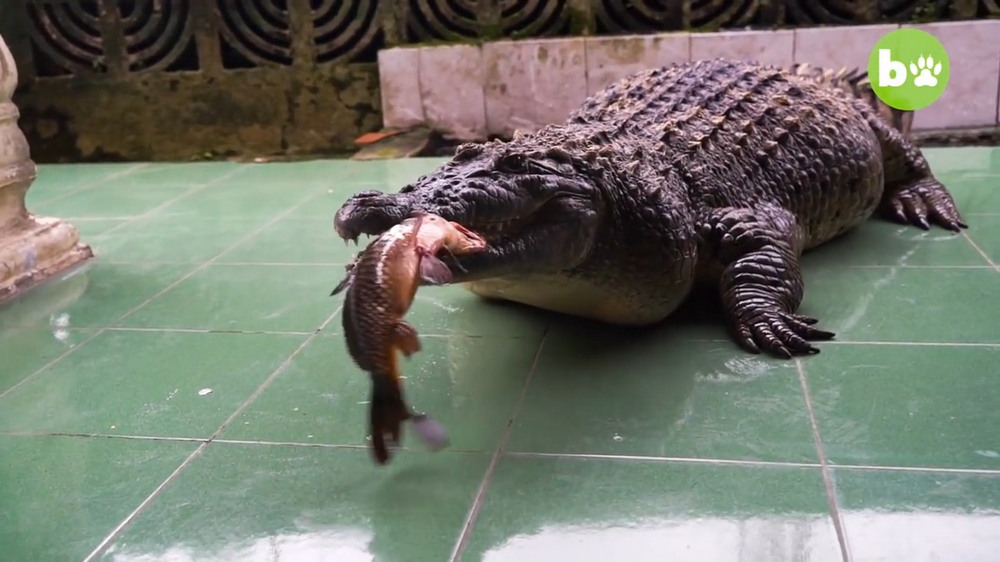 Крокодил свинья. Новорожденный Крокодильчик. Новорождённые крокодилы. Крокодил в Индонезии фото.