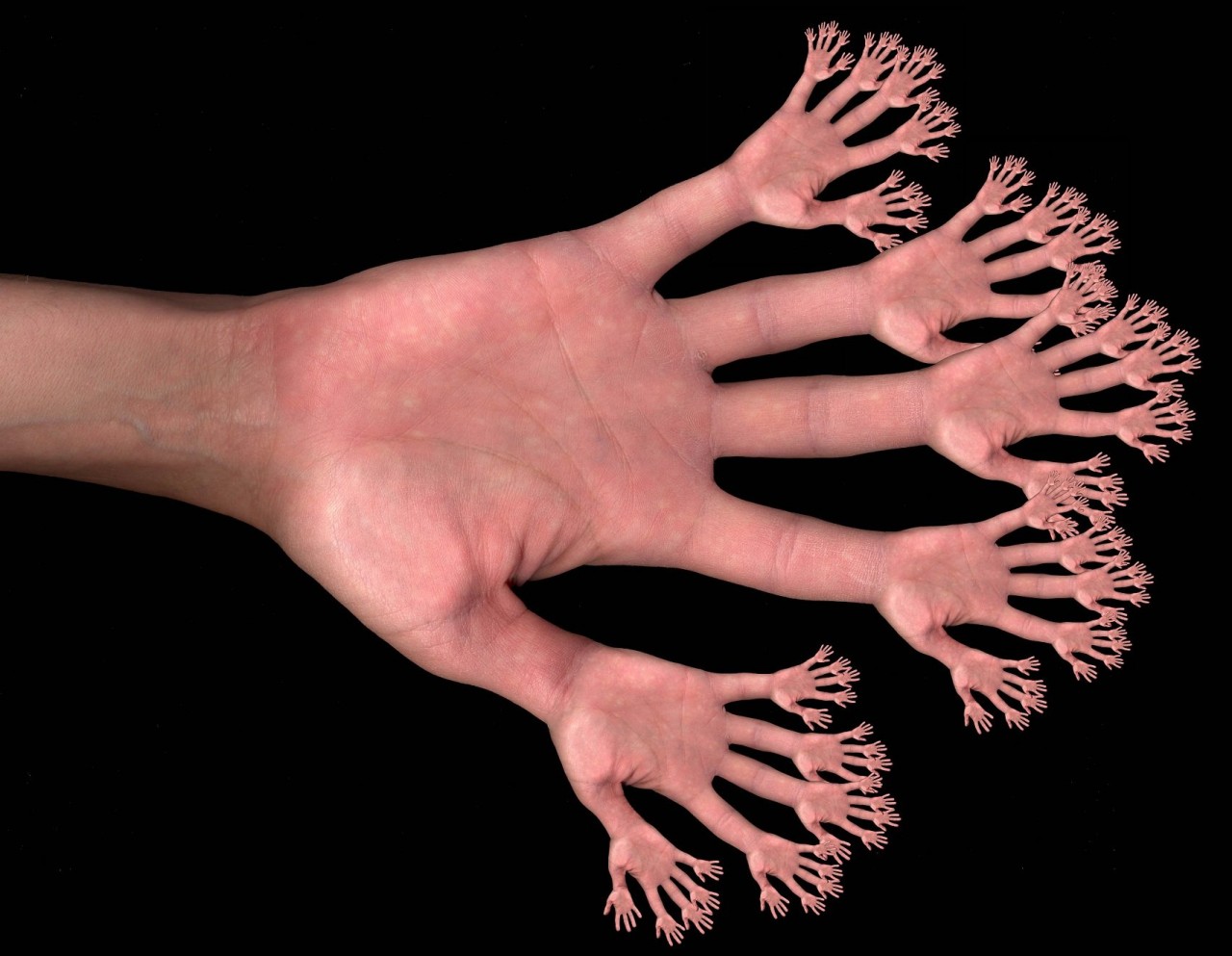 Палец — Википедия