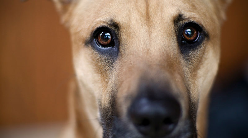 Собаки и ночное видение: миф или реальность?