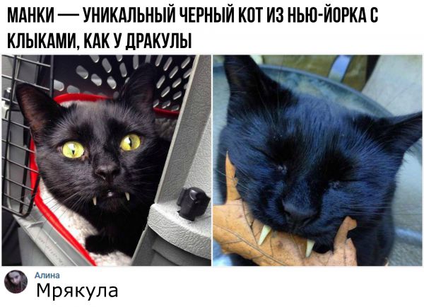 смешные комментария