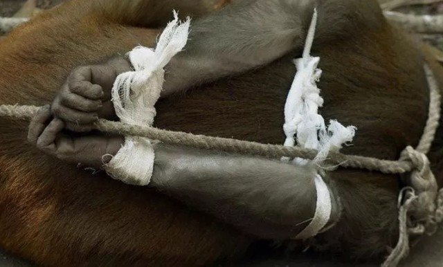 Наказание обезьян-преступниц в Индии Наказание обезьян-преступниц в Индии Животные