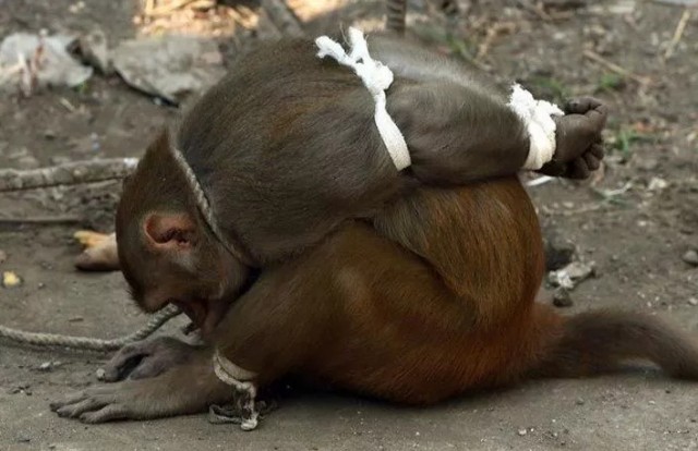 Наказание обезьян-преступниц в Индии Наказание обезьян-преступниц в Индии Животные