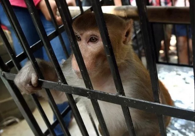 Наказание обезьян-преступниц в Индии Наказание обезьян-преступниц в Индии Животные