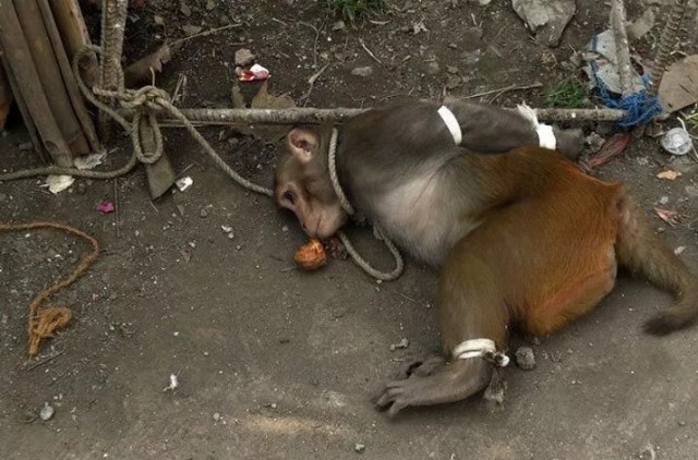 Наказание обезьян-преступниц в Индии Наказание обезьян-преступниц в Индии Животные