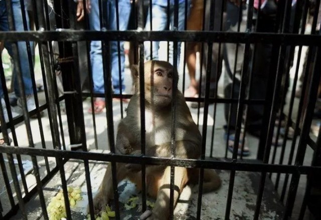 Наказание обезьян-преступниц в Индии Наказание обезьян-преступниц в Индии Животные
