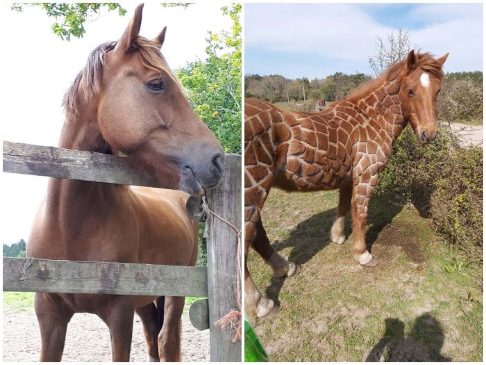 Британка, скучающая в самоизоляции, подстригла лошадь "под жирафа" Животные