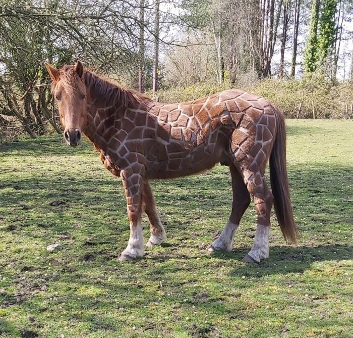 Британка, скучающая в самоизоляции, подстригла лошадь "под жирафа" Животные