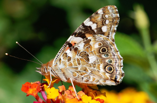 Как бабочкам удается преодолевать большие расстояния Животные