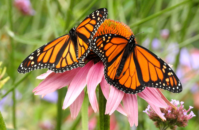 Как бабочкам удается преодолевать большие расстояния Животные