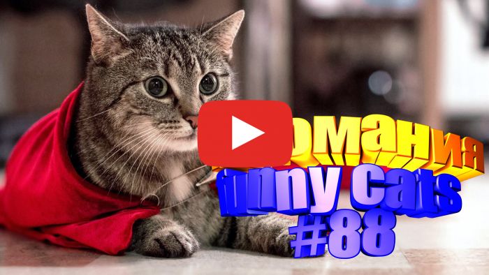 видео с котиками скачать бесплатно короткие смешные | Дзен