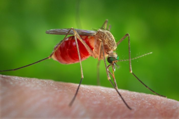 Сколько раз может кусаться один и тот же комар Животные