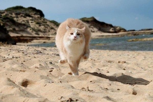 В Италии есть кошачий пляж, покоривший тысячи туристов Животные