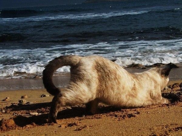 В Италии есть кошачий пляж, покоривший тысячи туристов Животные