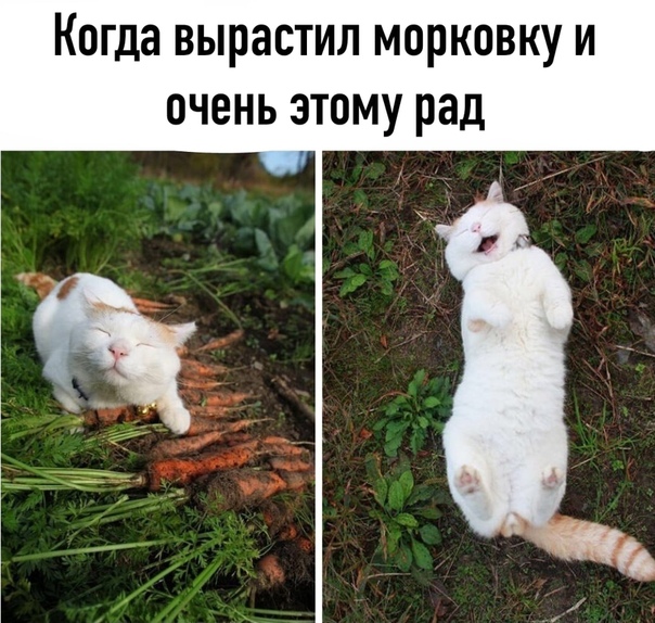 Веселые картинки с надписями для поднятия настроения Юмор