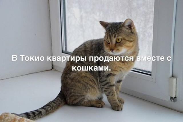 Прикольные картинки, новая подборка Прикольные картинки, новая подборка Юмор