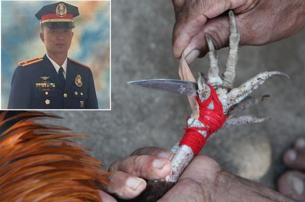 Бойцовый петух убил полицейского, который разгонял нелегальные бои на Филиппинах Животные
