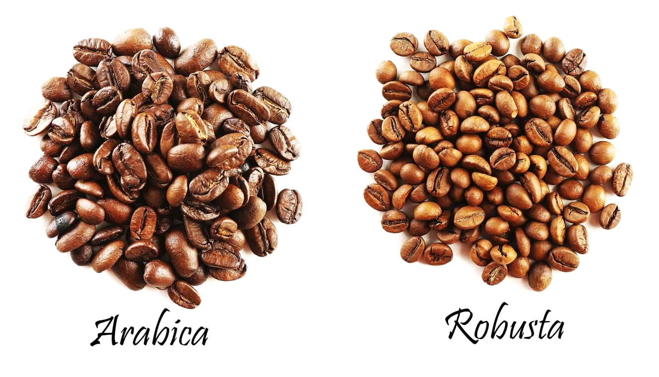 Сорт арабика и робуста. Кофе в зернах Арабика и Робуста. Кофе зерновой Арабика и Робуста. Сорта кофе Арабика и Робуста. Сорт кофе Робуста.