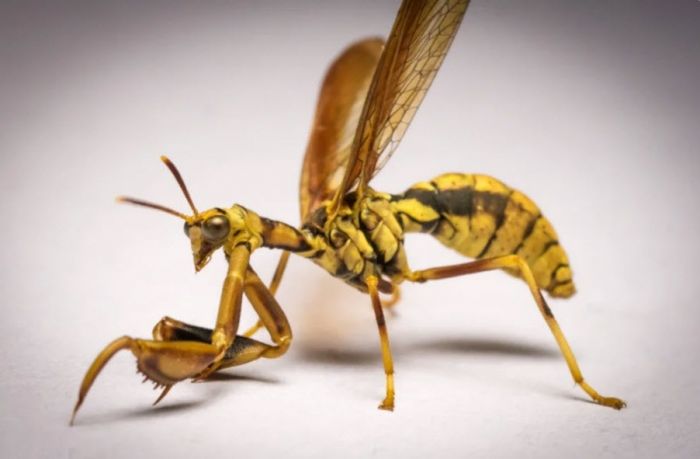 Оса-богомол: смесь двух опасных насекомых существует в реальности Животные