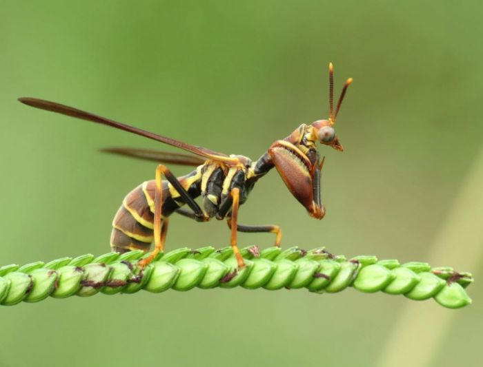 Оса-богомол: смесь двух опасных насекомых существует в реальности Животные