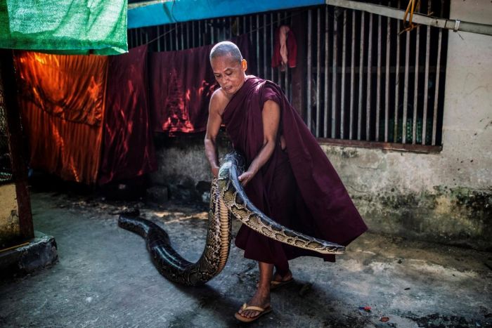 Мьянманский монах создал убежище для змей в монастыре С миру по нитке